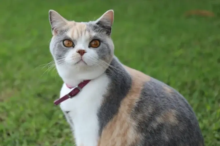 Tri-color shorthaired cat