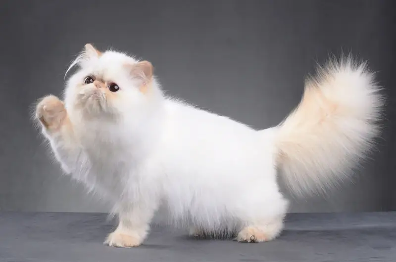 Cream colored persian cat