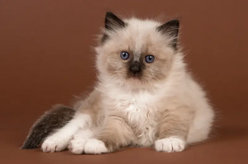 Ragdoll kitten