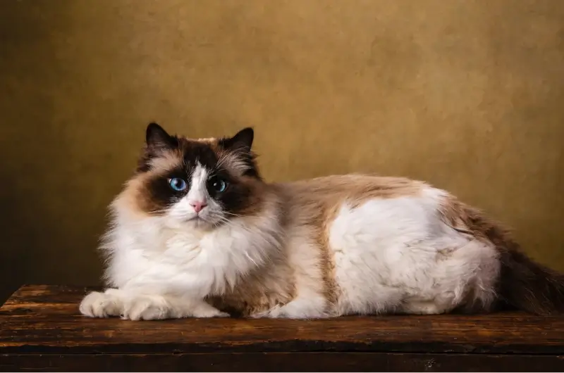 Ragdoll cat