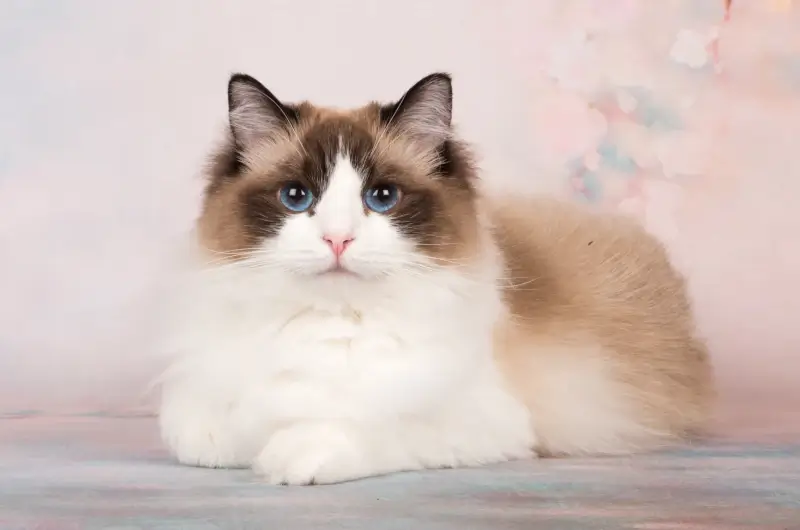 A beautiful ragdoll cat looking straight at the camera