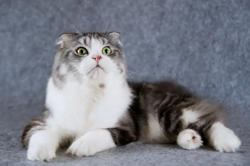 A tabby scottish fold cat lying on a carpet