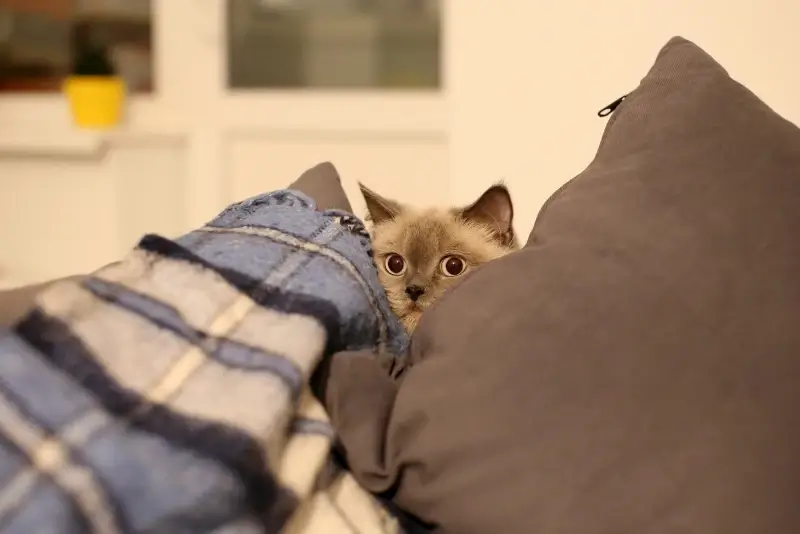 British short hair cat hiding behind some cushions