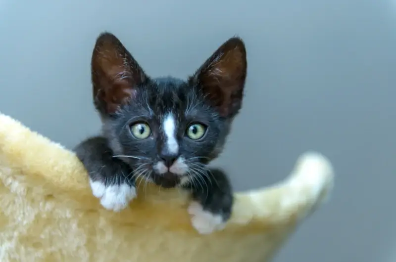 Black and white kitten looking down from a tall cat tree