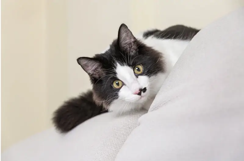 A black and white cat hiding behind some blankets