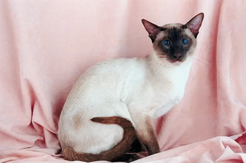 Seal point siamese cat