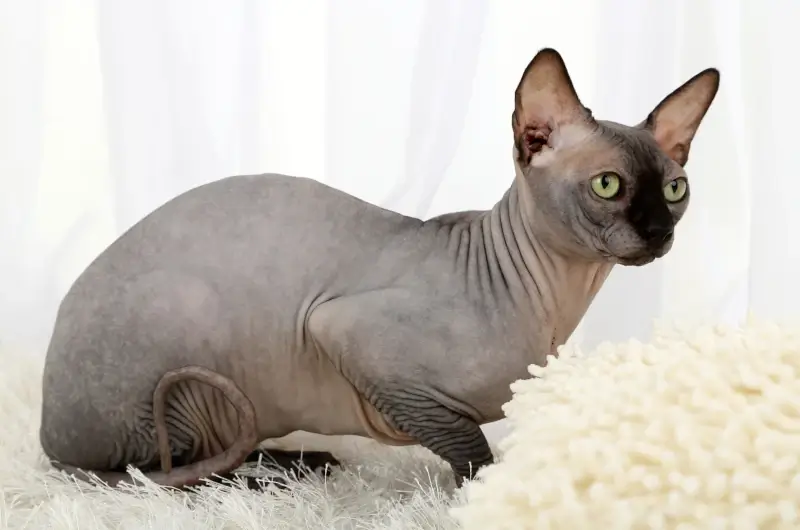 Sphynx cat lying on a fluffy blanket