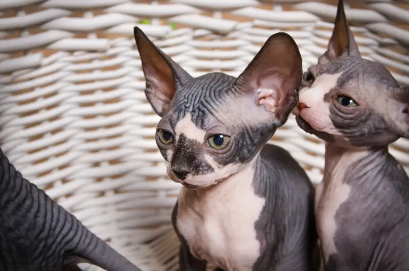 Two sphynx kittens in a basket